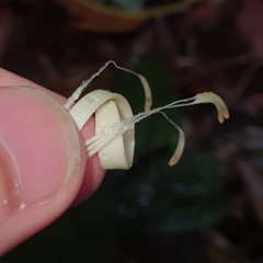 Alangium longiflorum