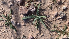 Matthiola parviflora