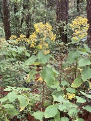 Rumfordia floribunda