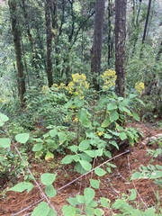 Rumfordia floribunda