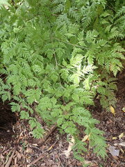 Pteris macilenta