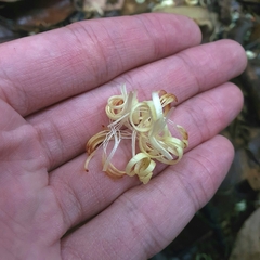 Alangium longiflorum