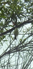Melithreptus albogularis