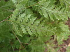 Pteris macilenta