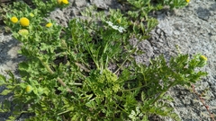 Cnidium monnieri formosanum