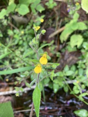 Calceolaria mexicana