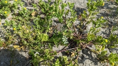 Cnidium monnieri formosanum