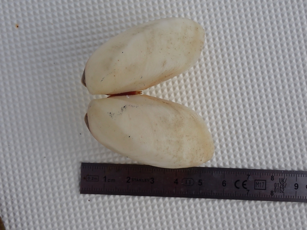 Glossocardia obesa