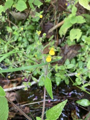 Calceolaria mexicana