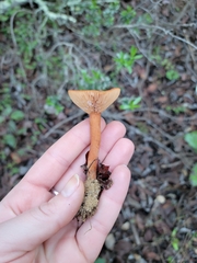 Lactarius rubidus