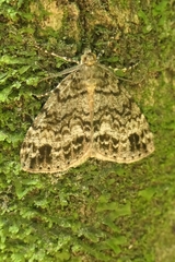 Pseudocoremia indistincta