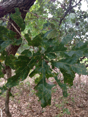 Quercus similis