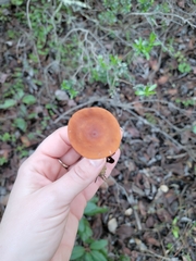 Lactarius rubidus