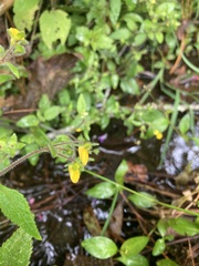Calceolaria mexicana