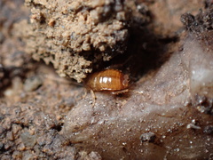 Ectobius pallidus