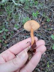 Lactarius rubidus