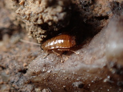 Ectobius pallidus