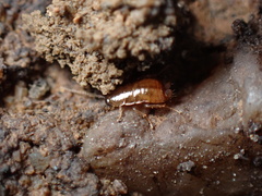 Ectobius pallidus