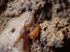 Ectobius pallidus