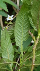 Solanum pubigerum