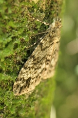 Pseudocoremia indistincta