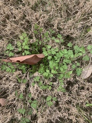 Chaerophyllum tainturieri
