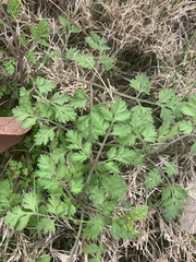 Chaerophyllum tainturieri