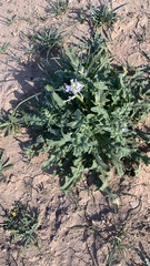 Matthiola parviflora