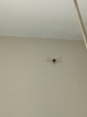 Pseudothemis zonata