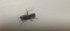 Sciomyzoidea