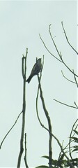 Melithreptus albogularis