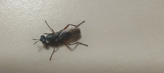 Sciomyzoidea