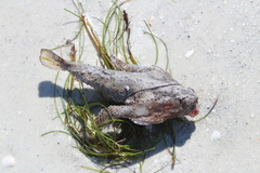 Ogcocephalidae