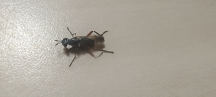 Sciomyzoidea