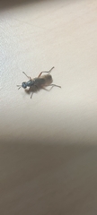 Sciomyzoidea