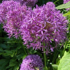 Allium giganteum