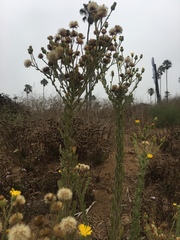 Heterotheca grandiflora