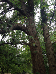 Quercus similis