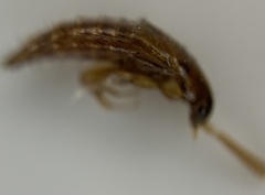 Tachyporinae