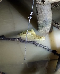 Caiman