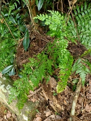 Asplenium pseudolaserpitiifolium