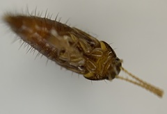 Tachyporinae