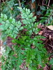 Asplenium pseudolaserpitiifolium
