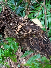 Asplenium pseudolaserpitiifolium