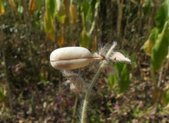 Crotalaria prostrata