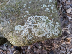 Phaeophyscia adiastola