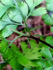 Asplenium pseudolaserpitiifolium