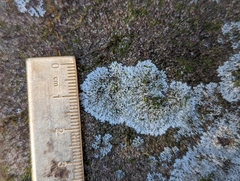 Phaeophyscia adiastola