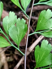 Asplenium pseudolaserpitiifolium