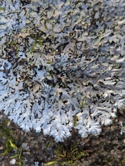 Phaeophyscia adiastola